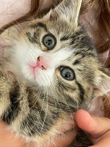 Kitten