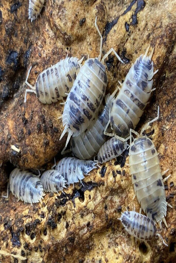 CHEAP BULK AVAILABLE. Dairy Cow isopods for sale, UK very low prices
