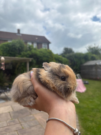 Dwarf Lionhead Bunnies