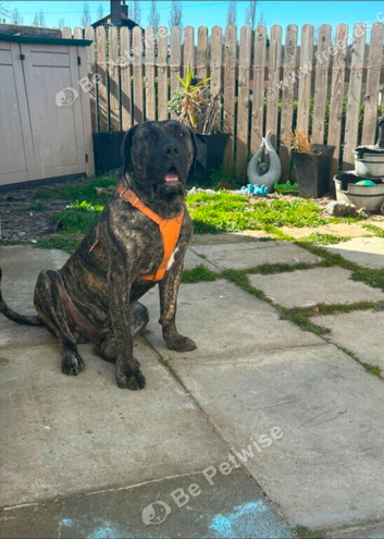 Presa canario pups ready to leave