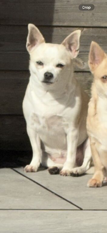 Chihuahua 2 years old female
