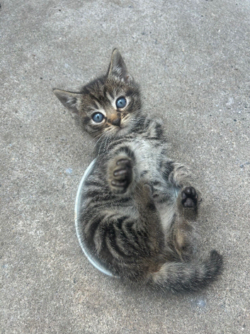 4 tabby kittens