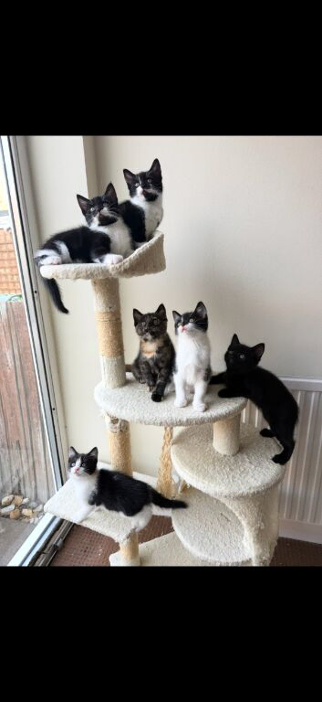 Adorable 9 weeks old Kittens - Ready for Loving Homes!