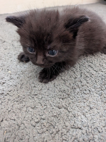 Kittens