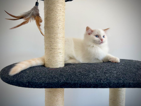 Last three ragdoll kittens - Don&rsquo;t miss out!