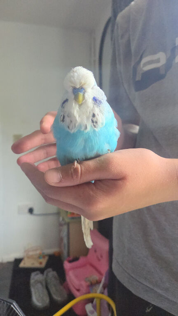 Exhibition budgies x8