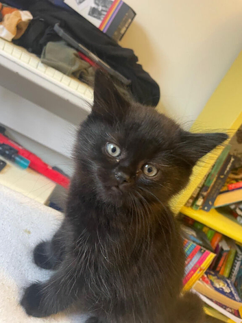 Long hair Scottish fold with straight ears