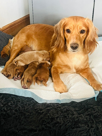 Working cocker spaniel puppies