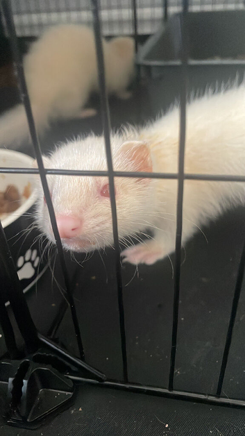 16 week old male and female albino ferrets