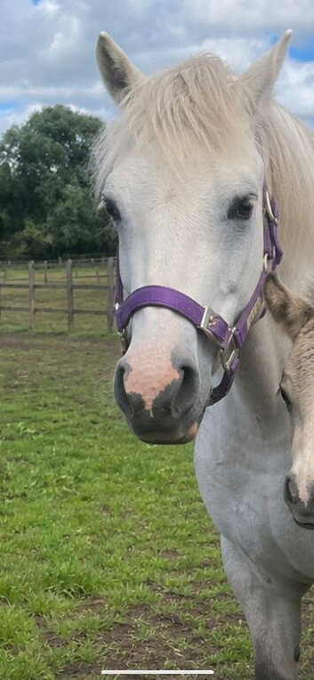 Beautiful registered wpcs grey mare with cob foal at foot