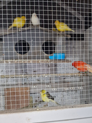 Selling up canaries and cages