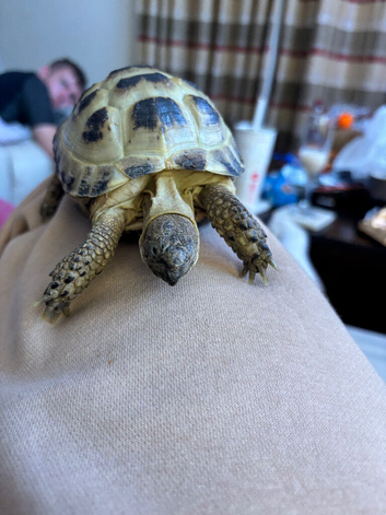 2.5 year old tortoises horsefield male