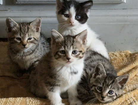 Beautiful kittens for sale