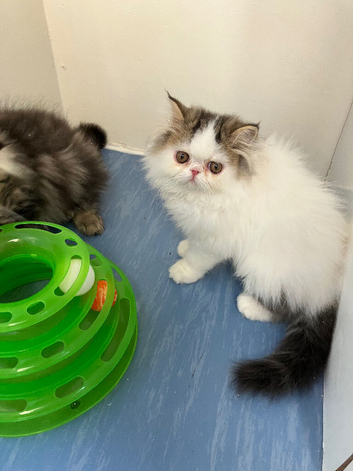 GCCF registered Pure Persian Kittens