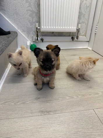 Pomeranian and chihuahua mix micro teacup