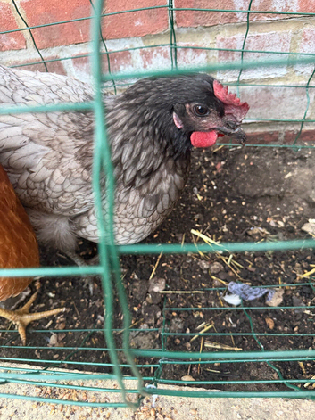 Norfolk grey chicken