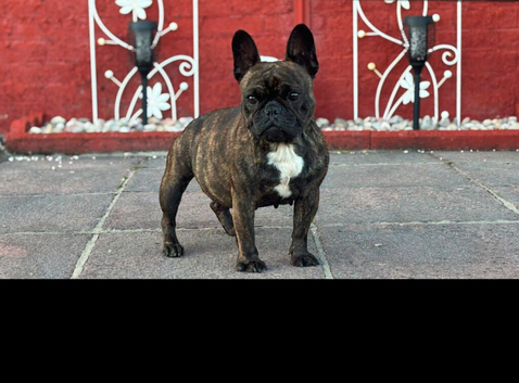 Tiger Brindle Female