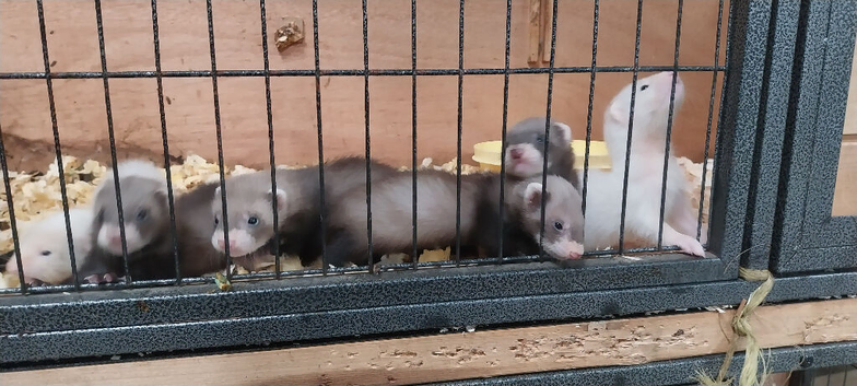 Ferret kits, silvers and agoutis