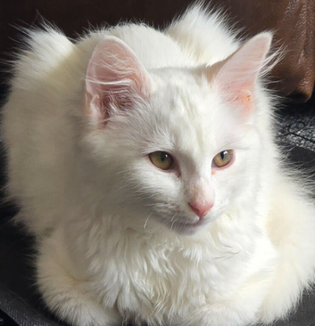 British Scottish longhair