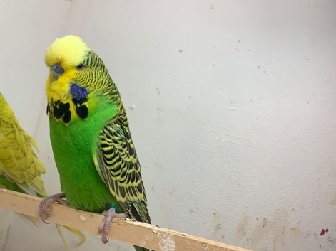 Pair of exhibition budgies