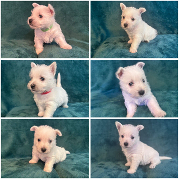 7 Wonderful Westie Pups