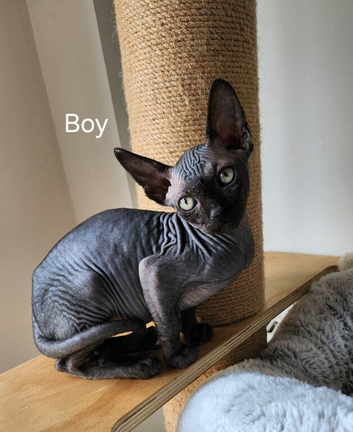 3 Canadian sphynx