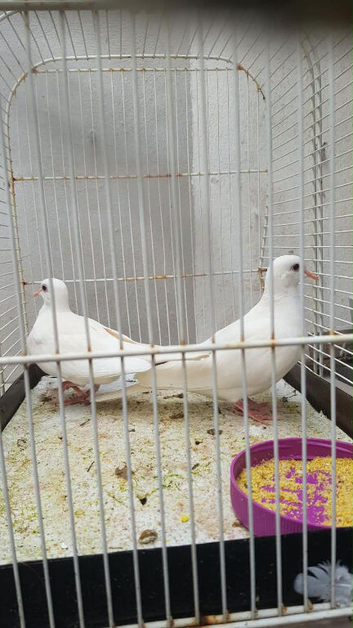 Java doves for sale