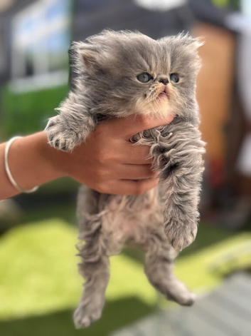 Beautiful kittens ready now