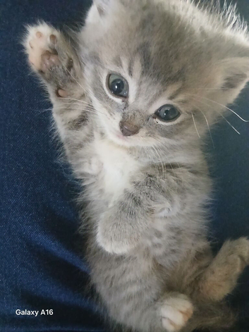 2 beautiful half ragdoll kittens e
