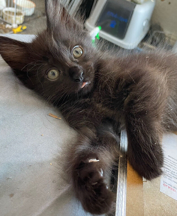 1 boy left black need a loving home reddy to go