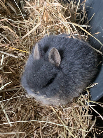 Netherland dwarf baby rabbits