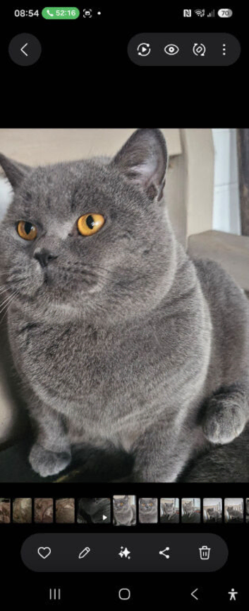 Neutered Blue Boy