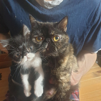 Persian kittens (Limehouse)