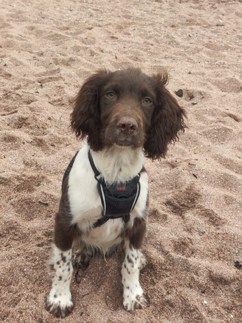 Springer spaniel puppy