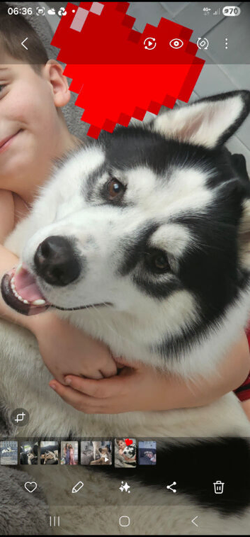 3 year old rare piebald siberian husky