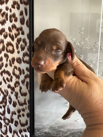 Miniature dashound puppies