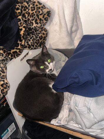 Male cat