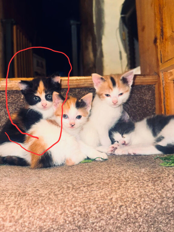 Female kitten