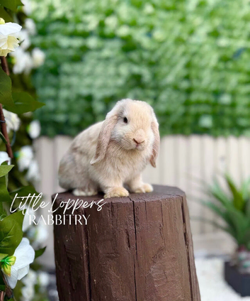 Male Harlequin Mini Lop