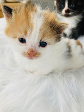 Adorable kittens