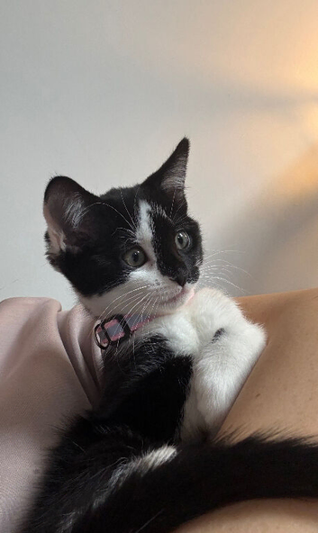 11 week old kitten girl