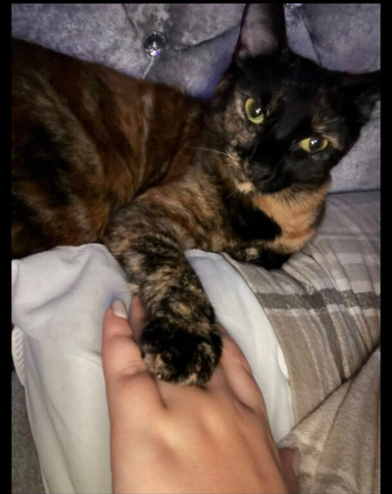 Rosie, lovely 2 year old cat