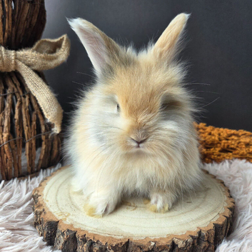 English Angora Babies for Sale