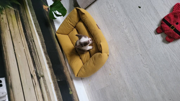 Chihuahua boy long haired