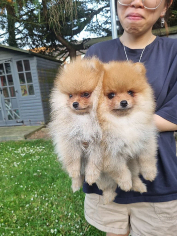 Reduced!!! Beautiful Boy Pomeranian Puppies