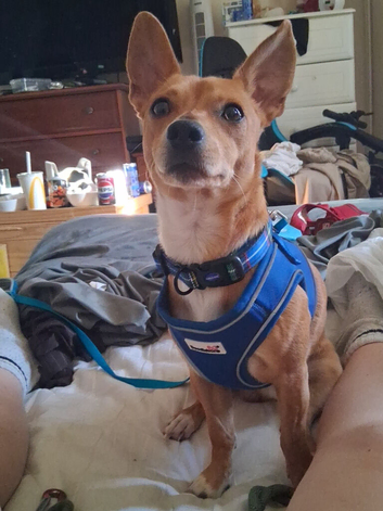 Dogs for sale