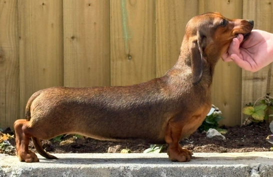 Dachshund mini smooth