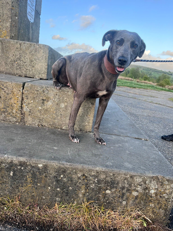 Whippet x bull