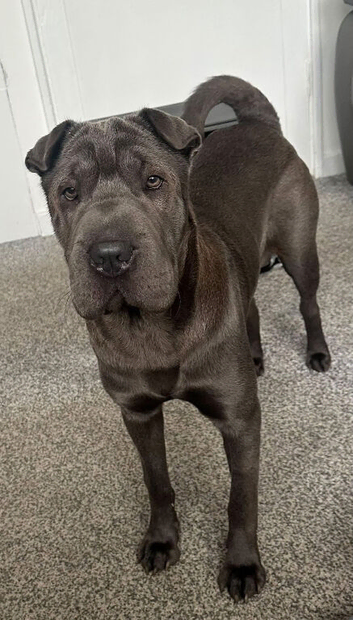 Female shar pei