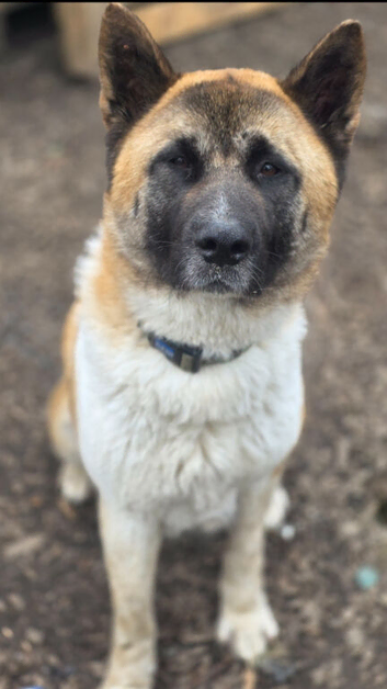 Lexi is looking for a new home